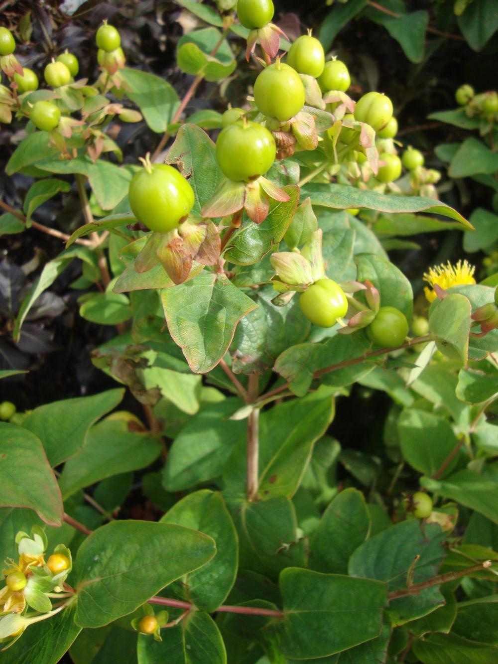 Photo of St. John's Wort (Hypericum frondosum 'Sunburst') uploaded by Paul2032