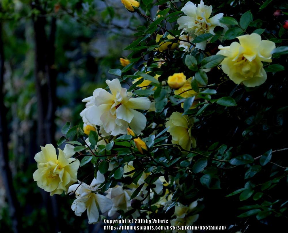 Photo of Rose (Rosa 'Golden Showers') uploaded by bootandall
