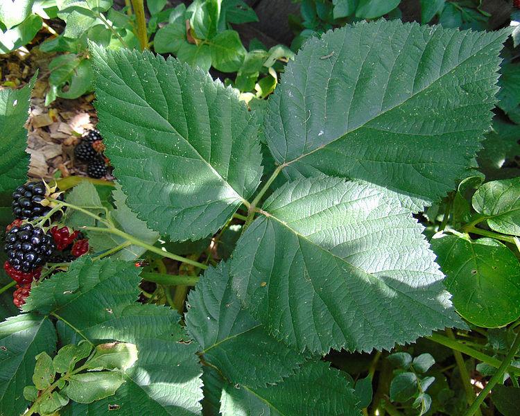 Photo of Thornless Blackberry (Rubus 'Chester') uploaded by robertduval14