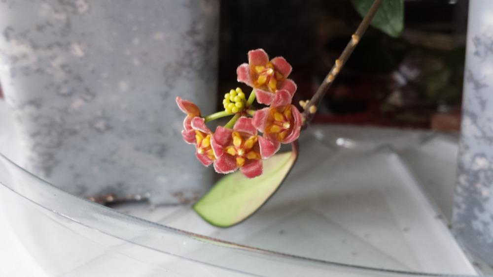 Photo of Wax Plant (Hoya davidcummingii) uploaded by DogsNDaylilies