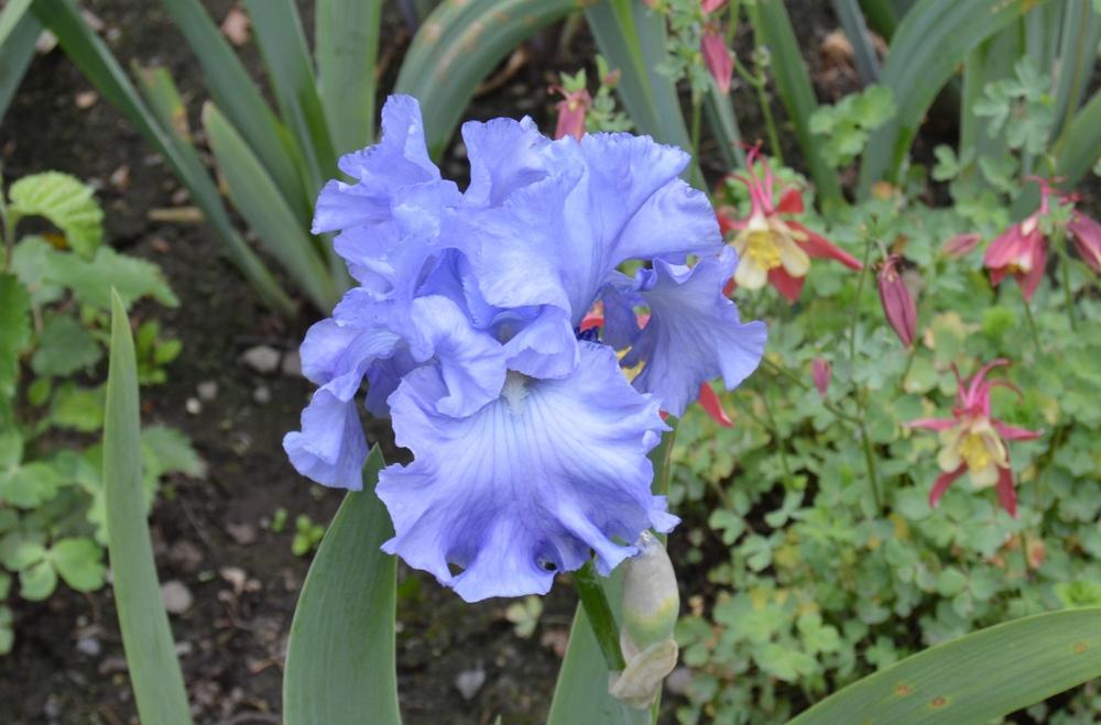 Photo of Tall Bearded Iris (Iris 'Delta Blues') uploaded by KentPfeiffer