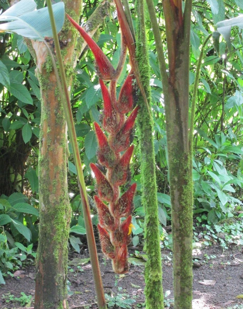 Photo of Kitty Kat Heliconia (Heliconia vellerigera) uploaded by Dutchlady1