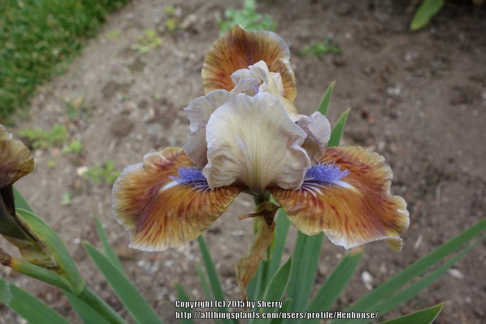Photo of Standard Dwarf Bearded Iris (Iris 'Private First Class') uploaded by Henhouse