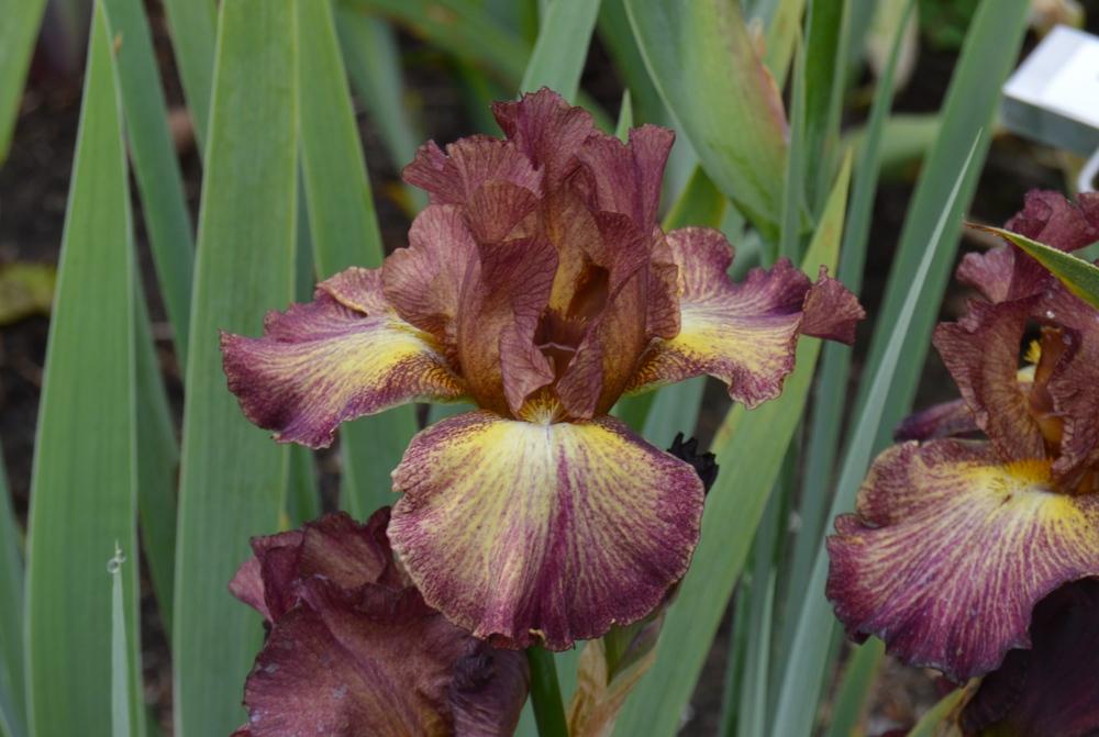 Photo of Border Bearded Iris (Iris 'Double Dare') uploaded by KentPfeiffer