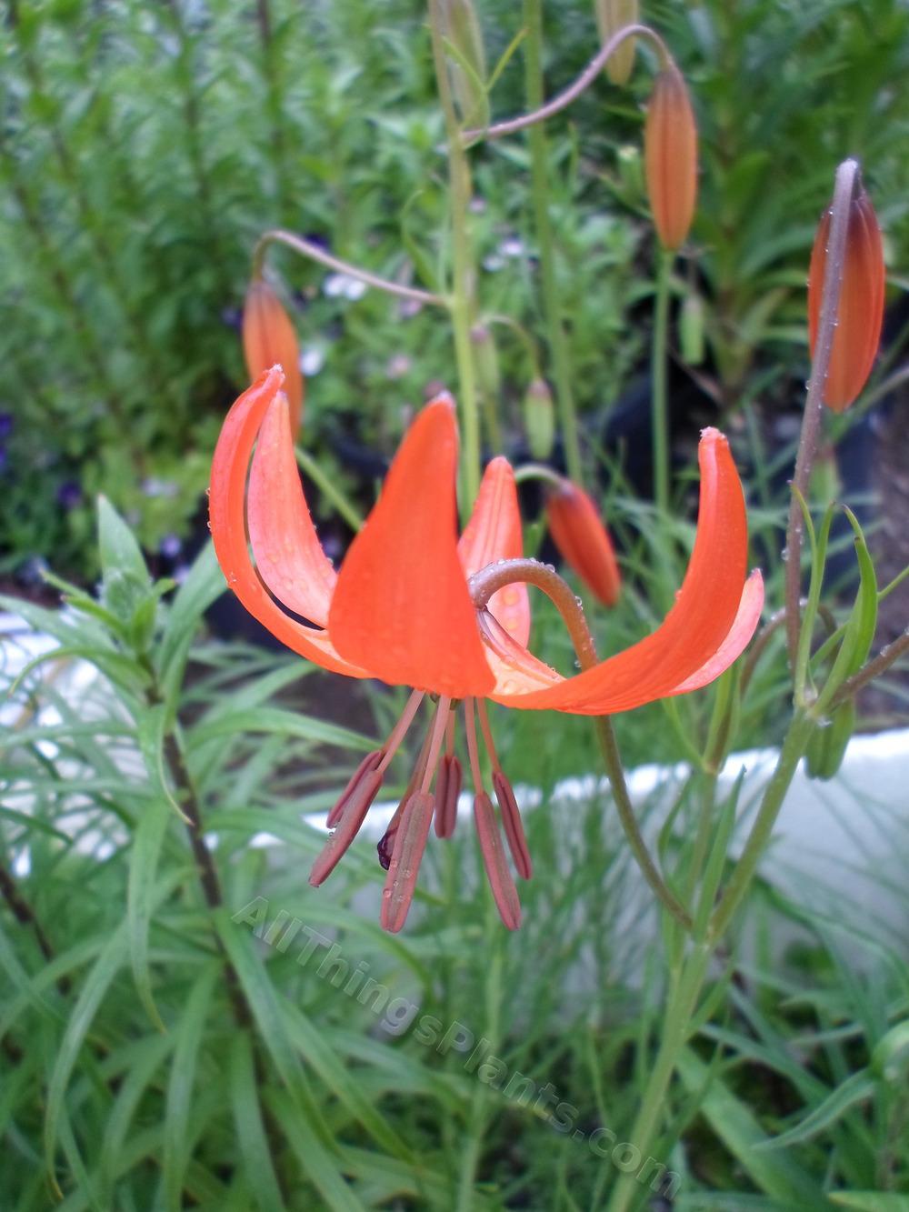 Photo of Coral Lily (Lilium pumilum) uploaded by dellac