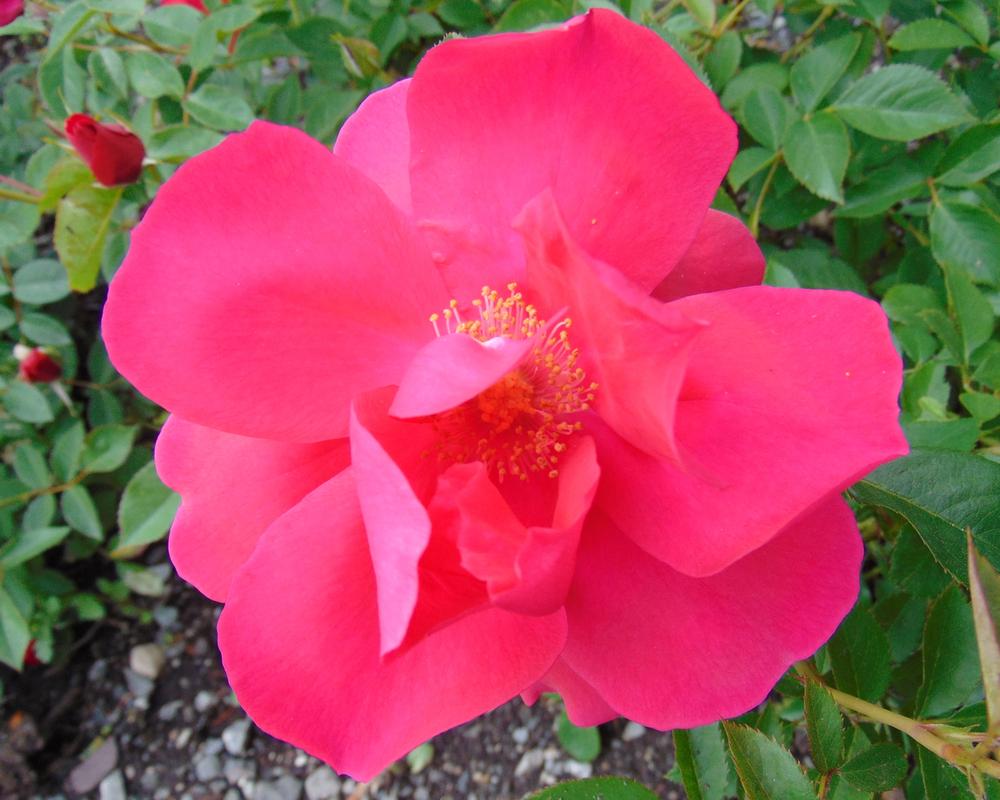 Photo of Rose (Rosa 'Alberta') uploaded by robertduval14