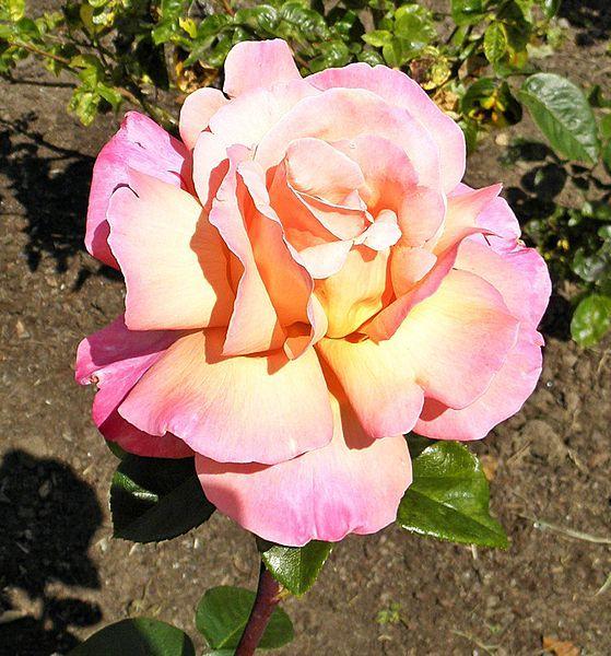 Photo of Rose (Rosa 'Lucky Piece') uploaded by robertduval14