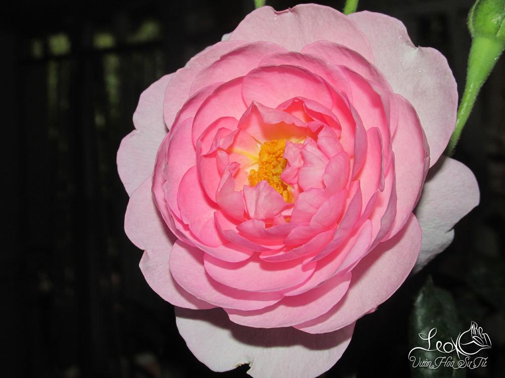 Photo of Rose (Rosa 'Scepter'd Isle') uploaded by salenlamne