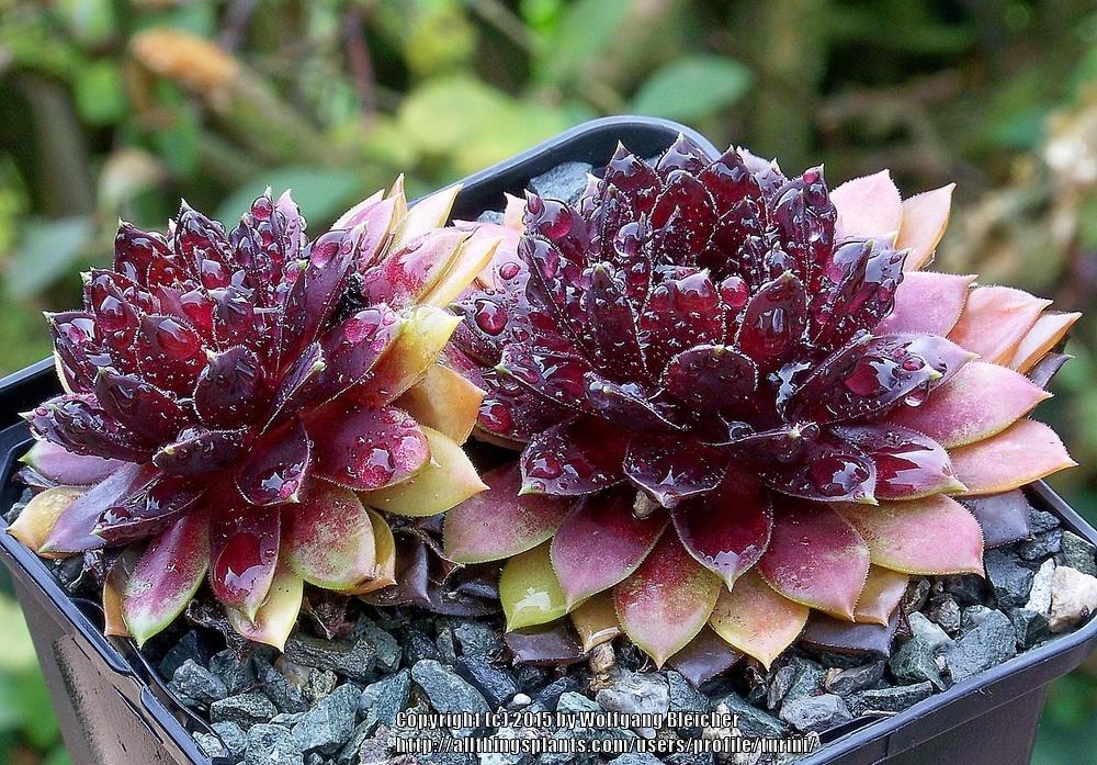 Photo of Hen and chicks (Sempervivum 'Romiley') uploaded by turini