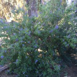 Location: Hamilton Square Perennial Garden, Historic City Cemetery, Sacramento CA.
Date: 2015-11-07
Zone 9b. A grape-like floral fragrance is an attractant to both p