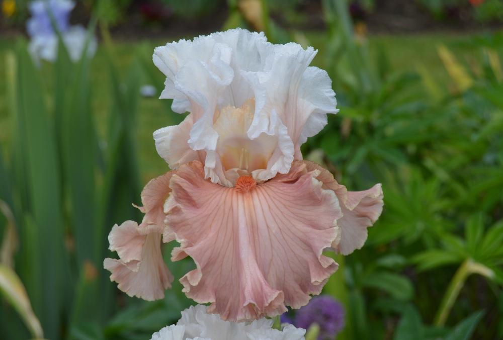 Photo of Tall Bearded Iris (Iris 'Emblematic') uploaded by KentPfeiffer