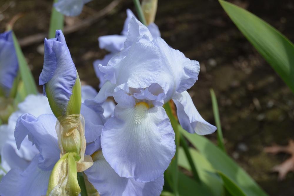 Photo of Tall Bearded Iris (Iris 'Eleanor's Pride') uploaded by KentPfeiffer
