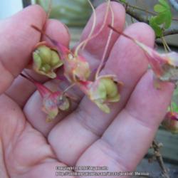 Location: Laguna de Aculeo, Chile
Date: Nov. 7, 2015
Chilean tropaeolums do not form a seed-pod, but produce their see
