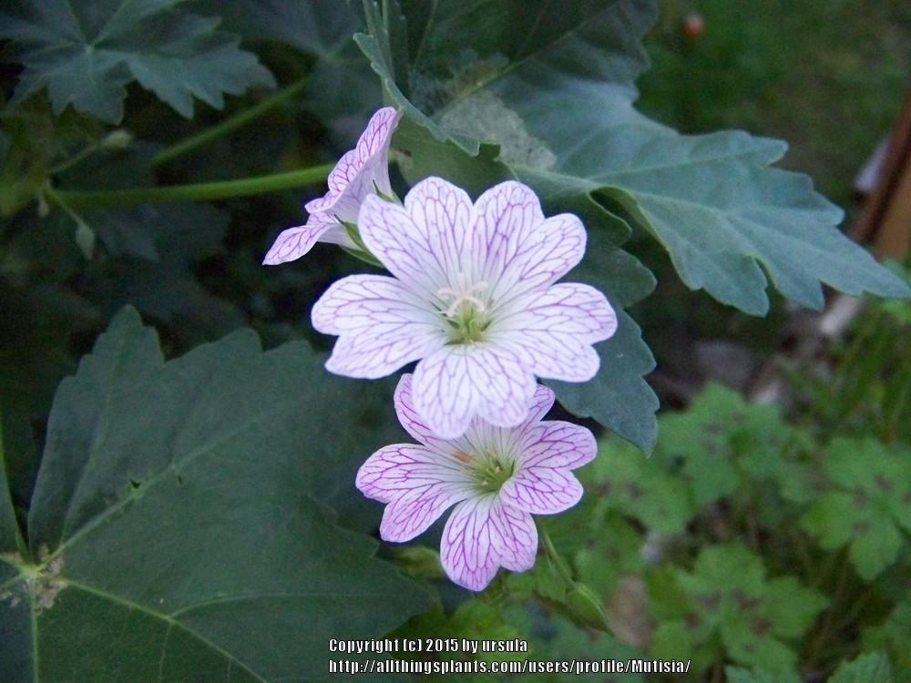 Photo of Hardy Geranium (Geranium 'Katherine Adele') uploaded by Mutisia