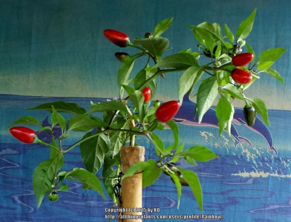 Photo of Hot Pepper (Capsicum baccatum 'Mayo Chiltepine') uploaded by Rainbow
