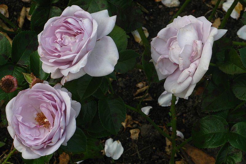 Photo of Rose (Rosa 'Blue Bajou') uploaded by robertduval14