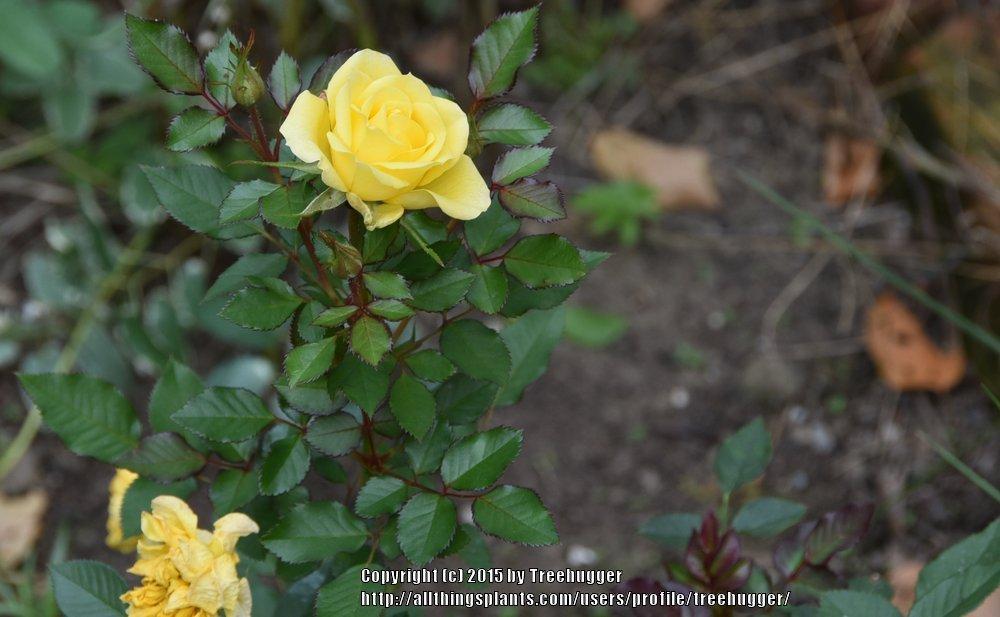 Photo of Rose (Rosa 'Sunny Kordana') uploaded by treehugger
