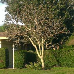 Location: Southwest Florida
Date: November 2015
tree in dormant state (with still a few blooms)