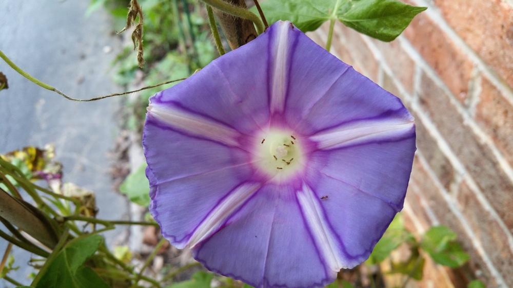 Photo of Morning Glory (Ipomoea 'Mt. Fuji no Monet') uploaded by Gerris2