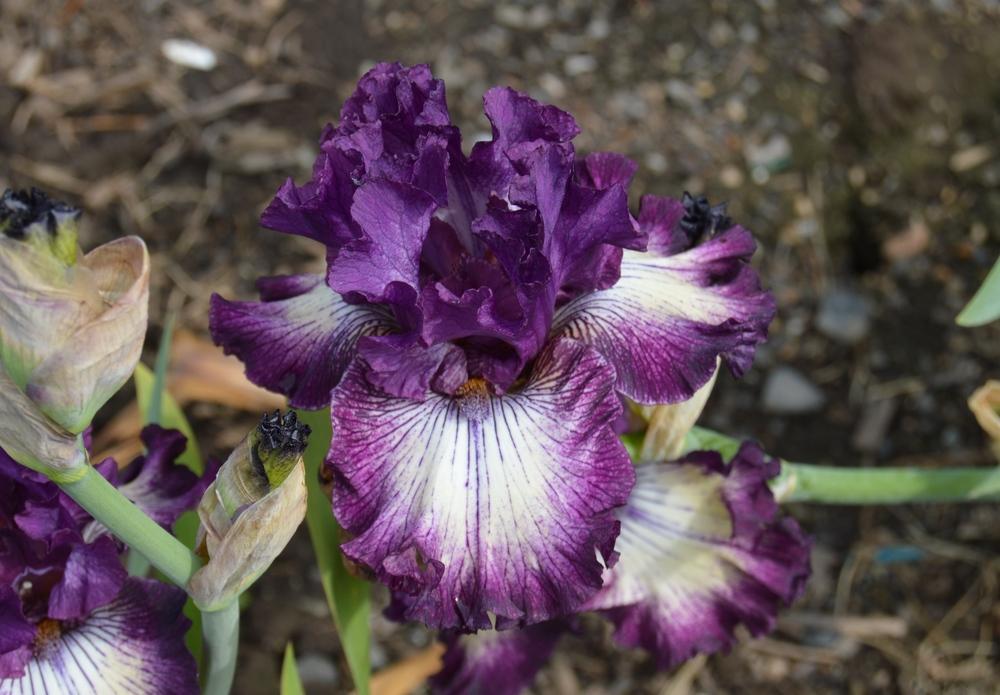 Photo of Tall Bearded Iris (Iris 'First Pick') uploaded by KentPfeiffer