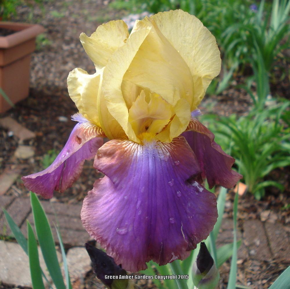 Photo of Irises (Iris) uploaded by lovemyhouse
