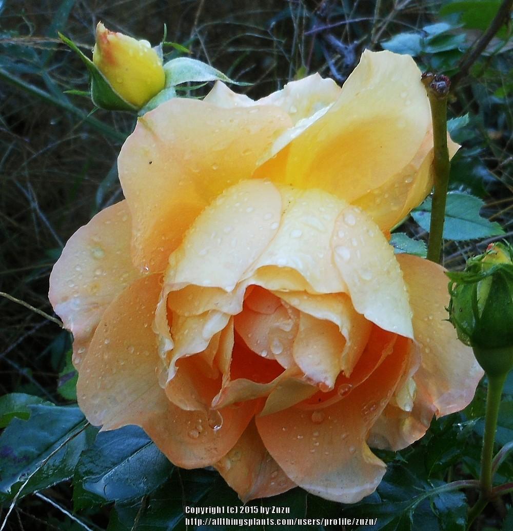 Photo of Rose (Rosa 'Eureka') uploaded by zuzu