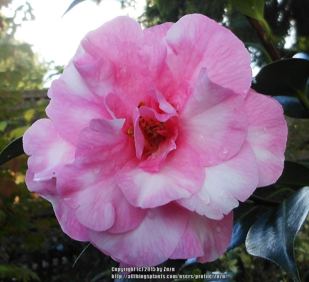 Photo of Camellia (Camellia japonica 'Julia Variegated') uploaded by zuzu