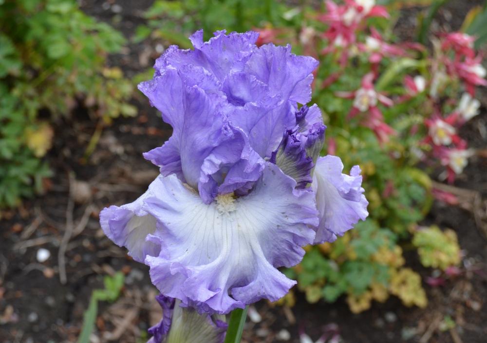 Photo of Tall Bearded Iris (Iris 'Geode') uploaded by KentPfeiffer