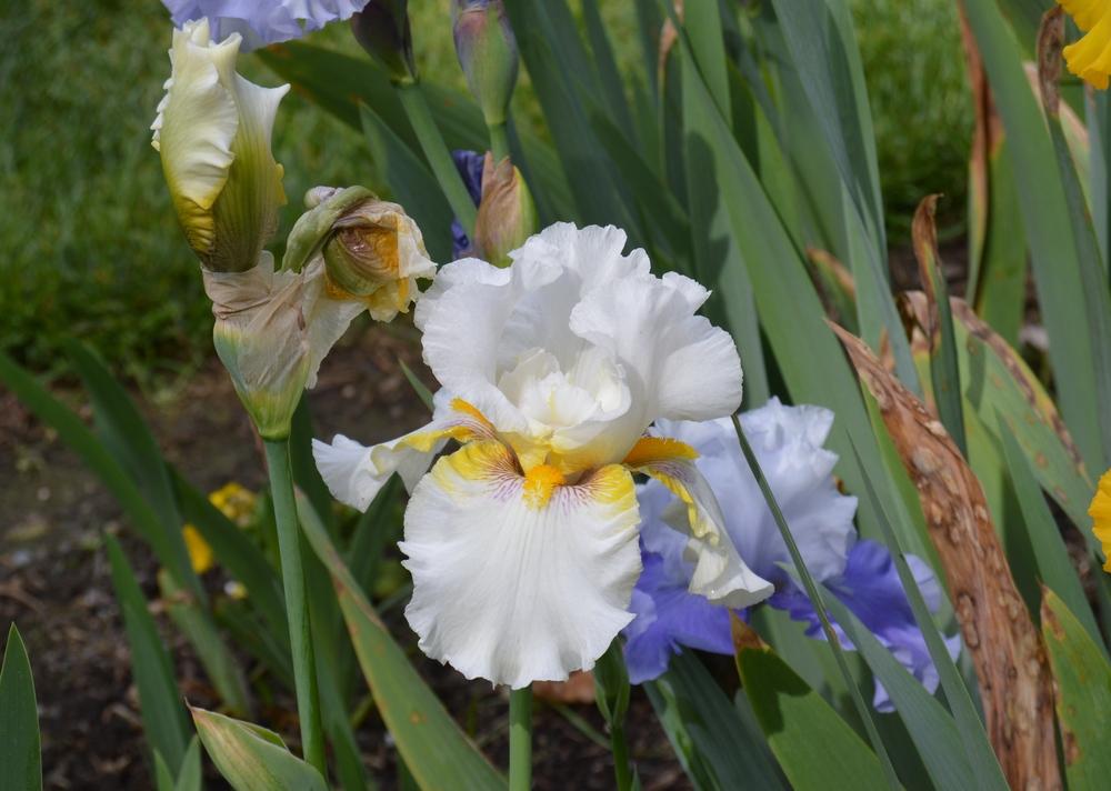 Photo of Tall Bearded Iris (Iris 'Goldkist') uploaded by KentPfeiffer