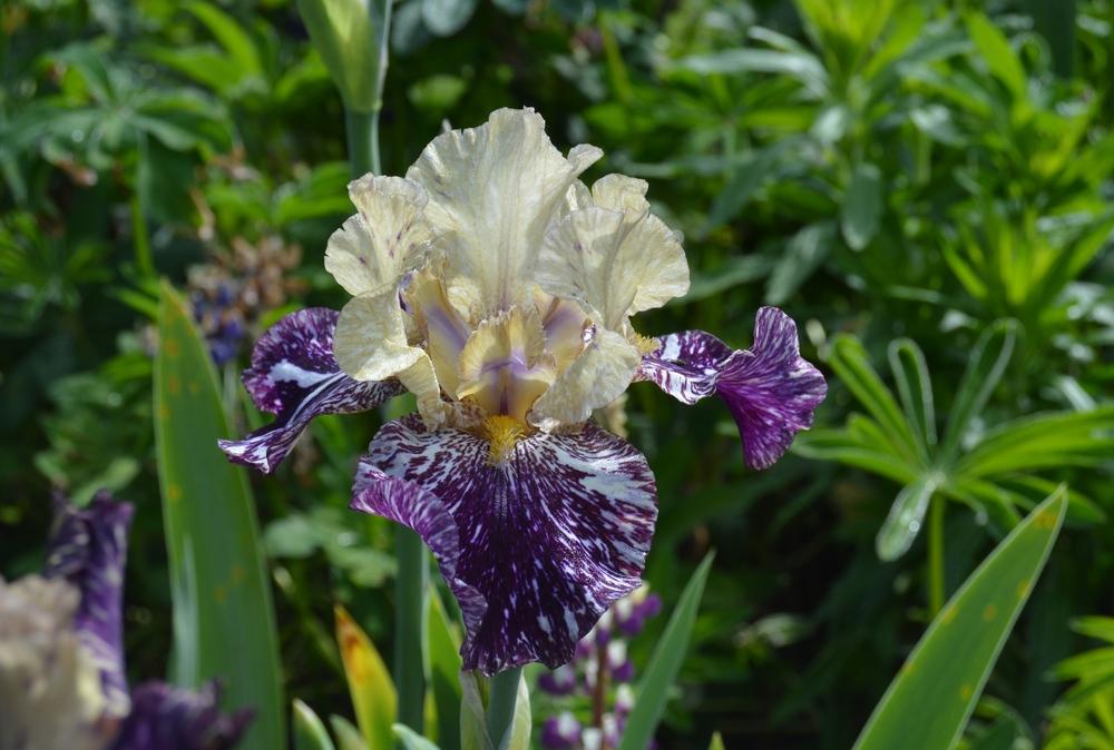 Photo of Tall Bearded Iris (Iris 'Gnus Flash') uploaded by KentPfeiffer