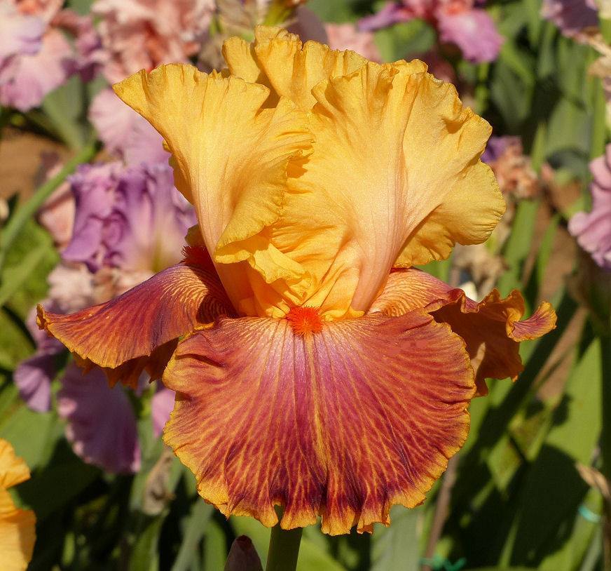 Photo of Tall Bearded Iris (Iris 'Bottle Rocket') uploaded by Misawa77