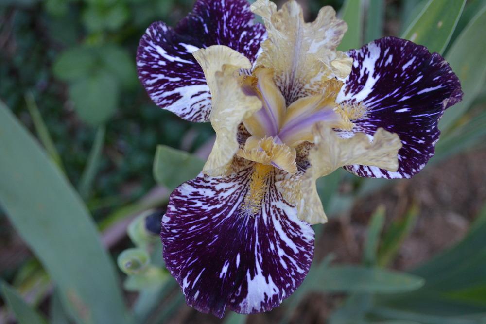 Photo of Tall Bearded Iris (Iris 'Gnus Flash') uploaded by Phillipb2