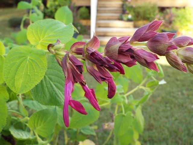 Photo of Salvia gravida uploaded by Smilacina