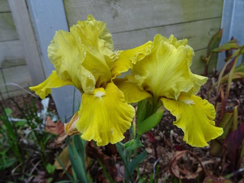 Photo of Intermediate Bearded Iris (Iris 'Banter') uploaded by Totally_Amazing