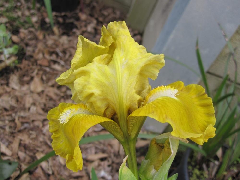 Photo of Intermediate Bearded Iris (Iris 'Banter') uploaded by Totally_Amazing