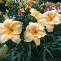 Location: Cherished Me ores Daylilies
Date: 2015
Keep N It Real