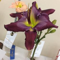 Location: Mansfield OH daylily show
Date: 2015
Burn N Midnight