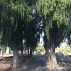 Location:  Historic City Cemetery, Sacramento CA.
Date: 2015-10-18
An avenue of "Mourning Cypress" leads to and away from the mortua