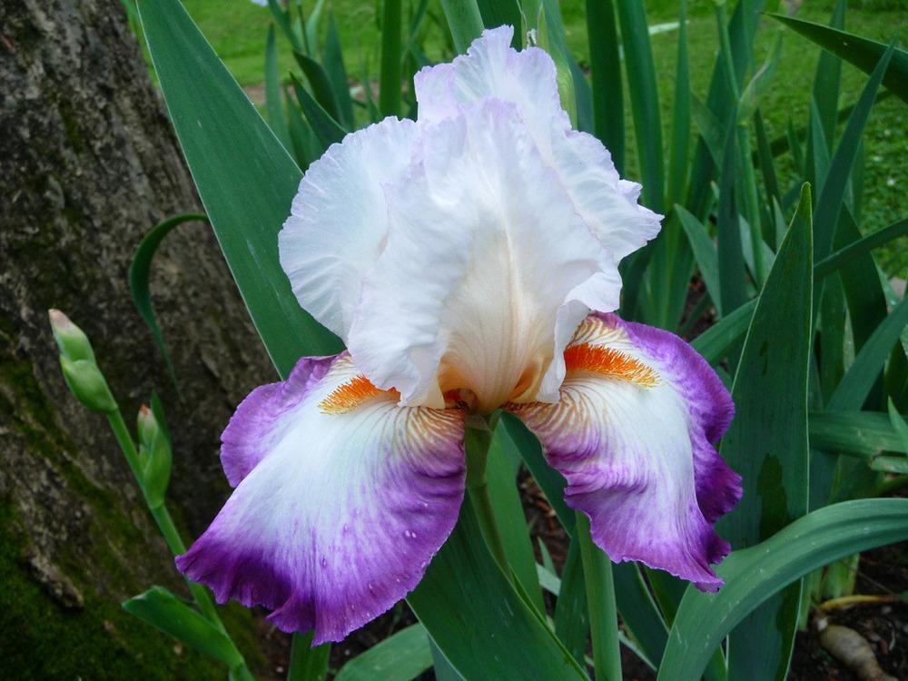 Photo of Tall Bearded Iris (Iris 'Bold Fashion') uploaded by Lestv