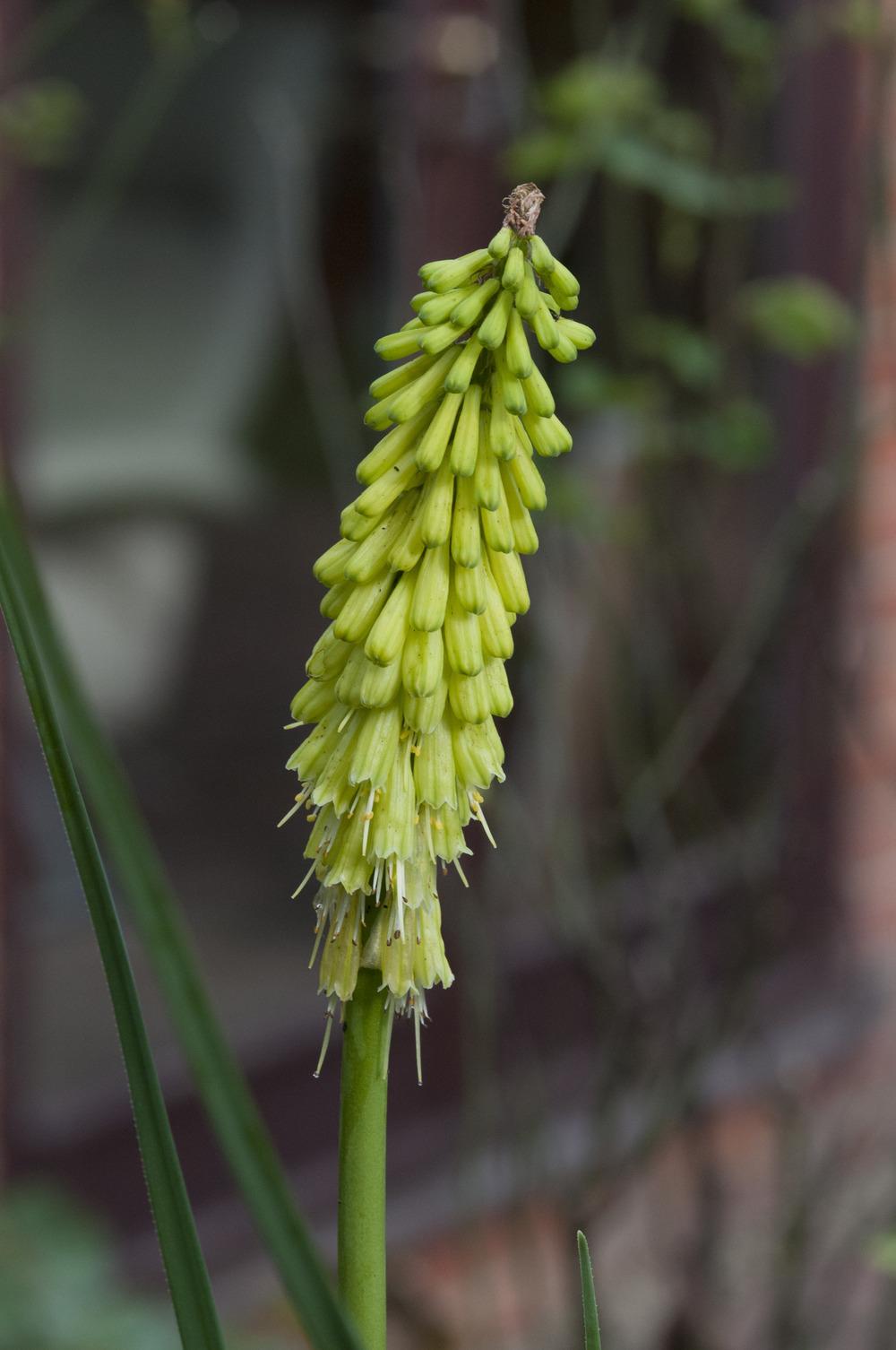 Photo of Torch Lily (Kniphofia 'Percy's Pride') uploaded by cliftoncat