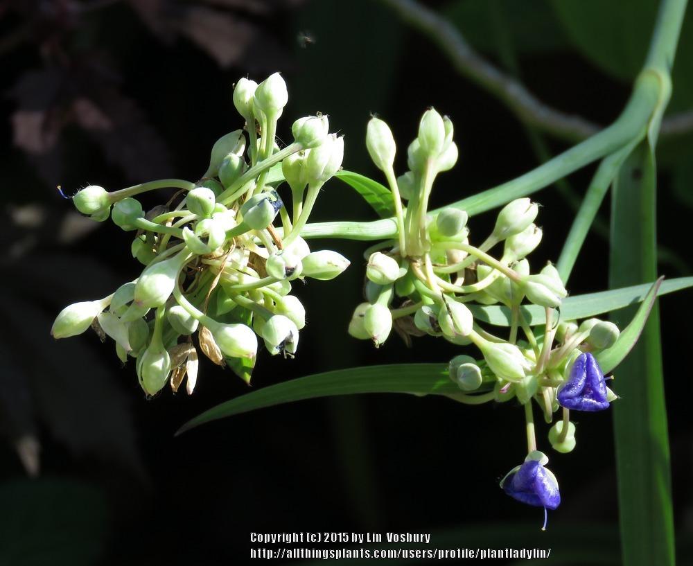 Photo of Spiderwort (Tradescantia ohiensis) uploaded by plantladylin