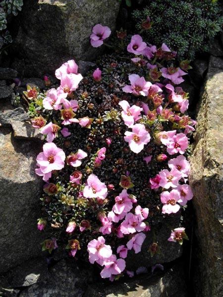 Photo of Saxifraga 'Dawn Frost' uploaded by robertduval14