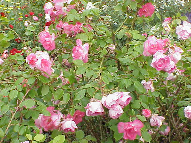 Photo of Rose (Rosa 'Centenaire de Lourdes') uploaded by robertduval14