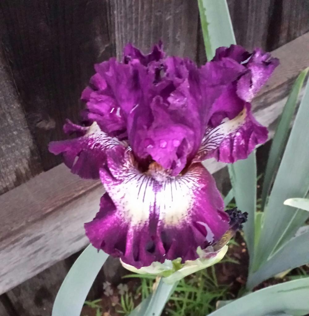 Photo of Tall Bearded Iris (Iris 'First Pick') uploaded by mesospunky