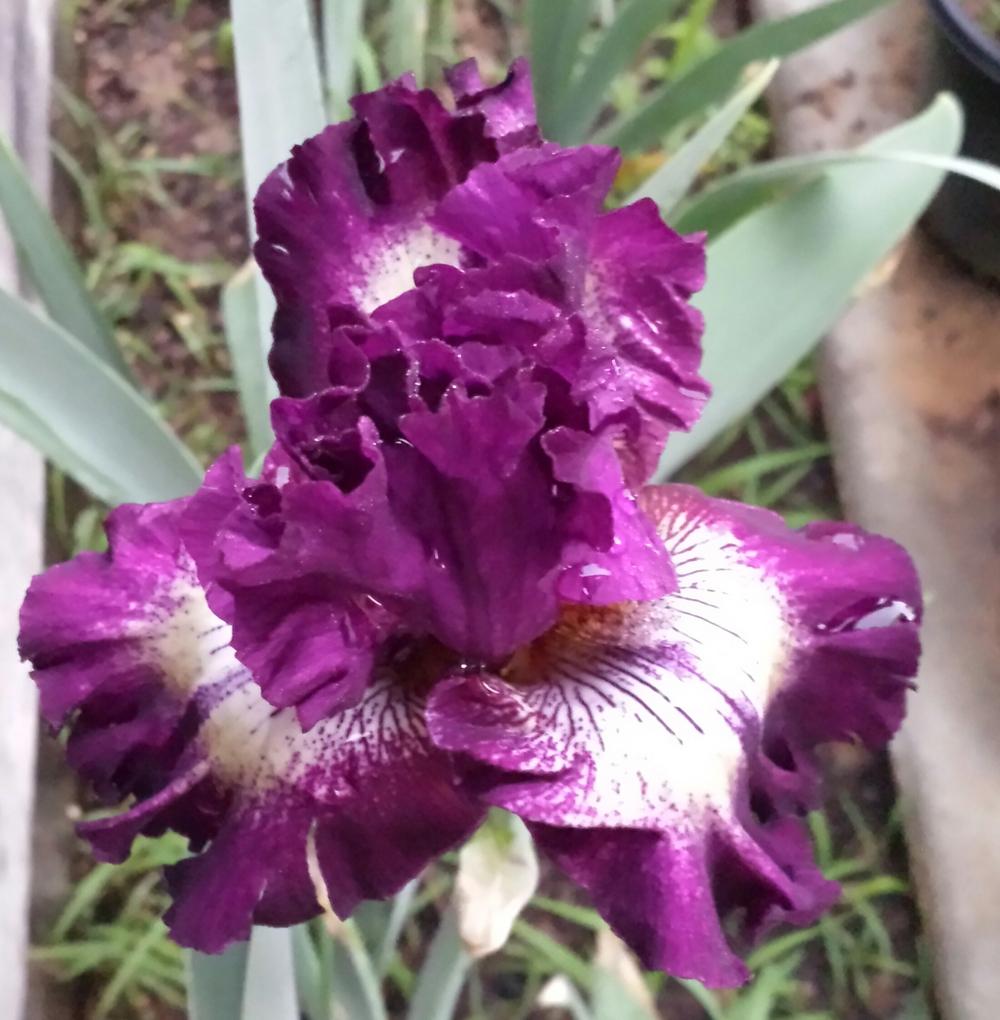 Photo of Tall Bearded Iris (Iris 'First Pick') uploaded by mesospunky