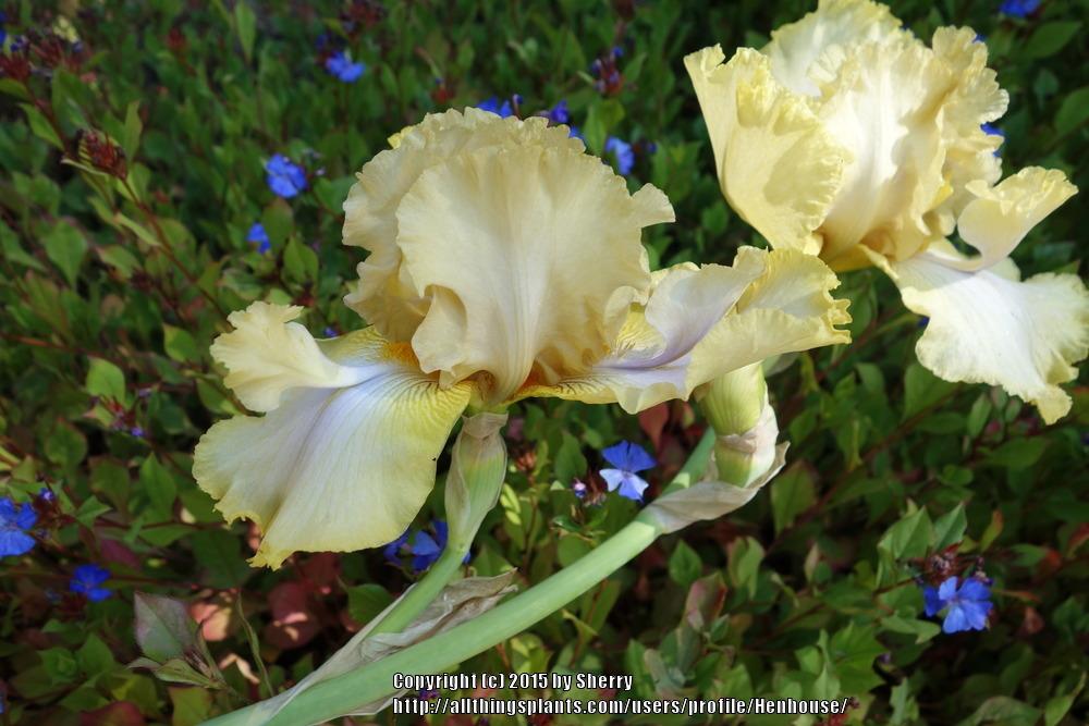 Photo of Tall Bearded Iris (Iris 'Honey Scoop') uploaded by Henhouse