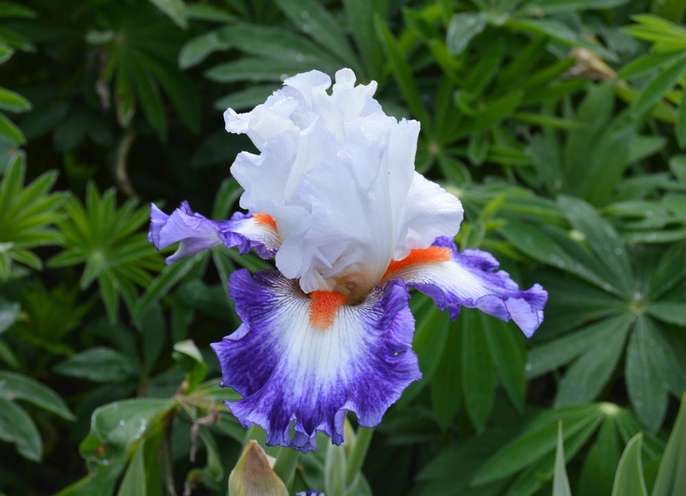 Photo of Tall Bearded Iris (Iris 'Gypsy Lord') uploaded by KentPfeiffer