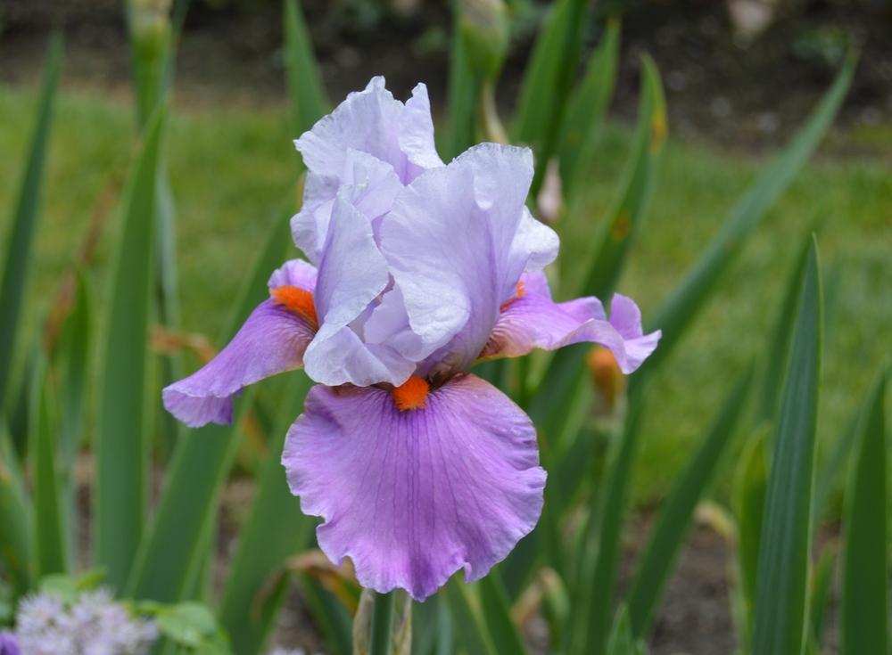 Photo of Tall Bearded Iris (Iris 'Gyrophare') uploaded by KentPfeiffer