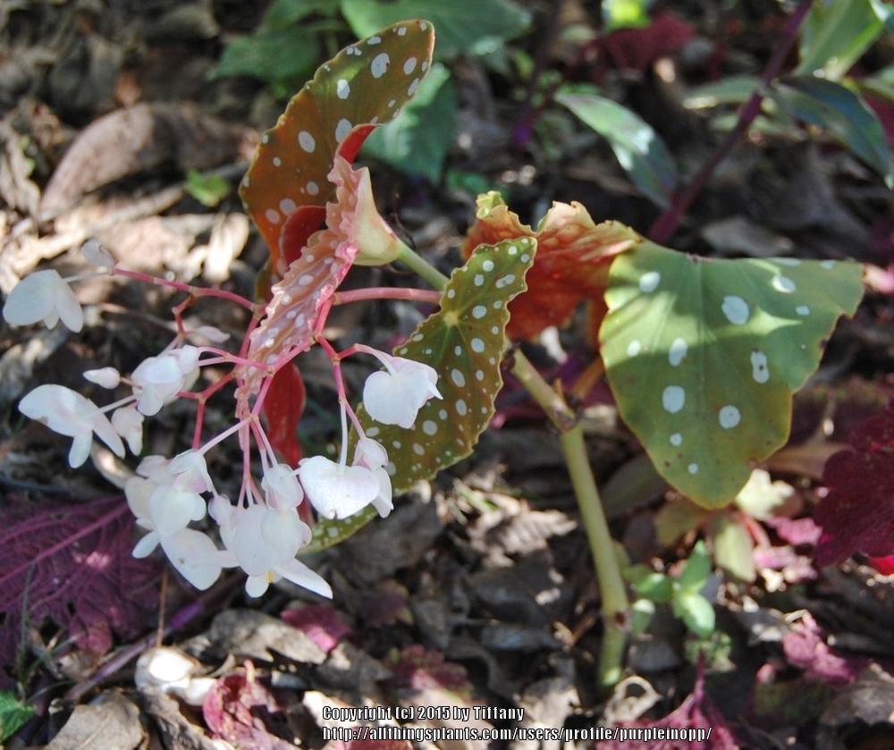 Photo of Polka Dot Begonia (Begonia maculata) uploaded by purpleinopp