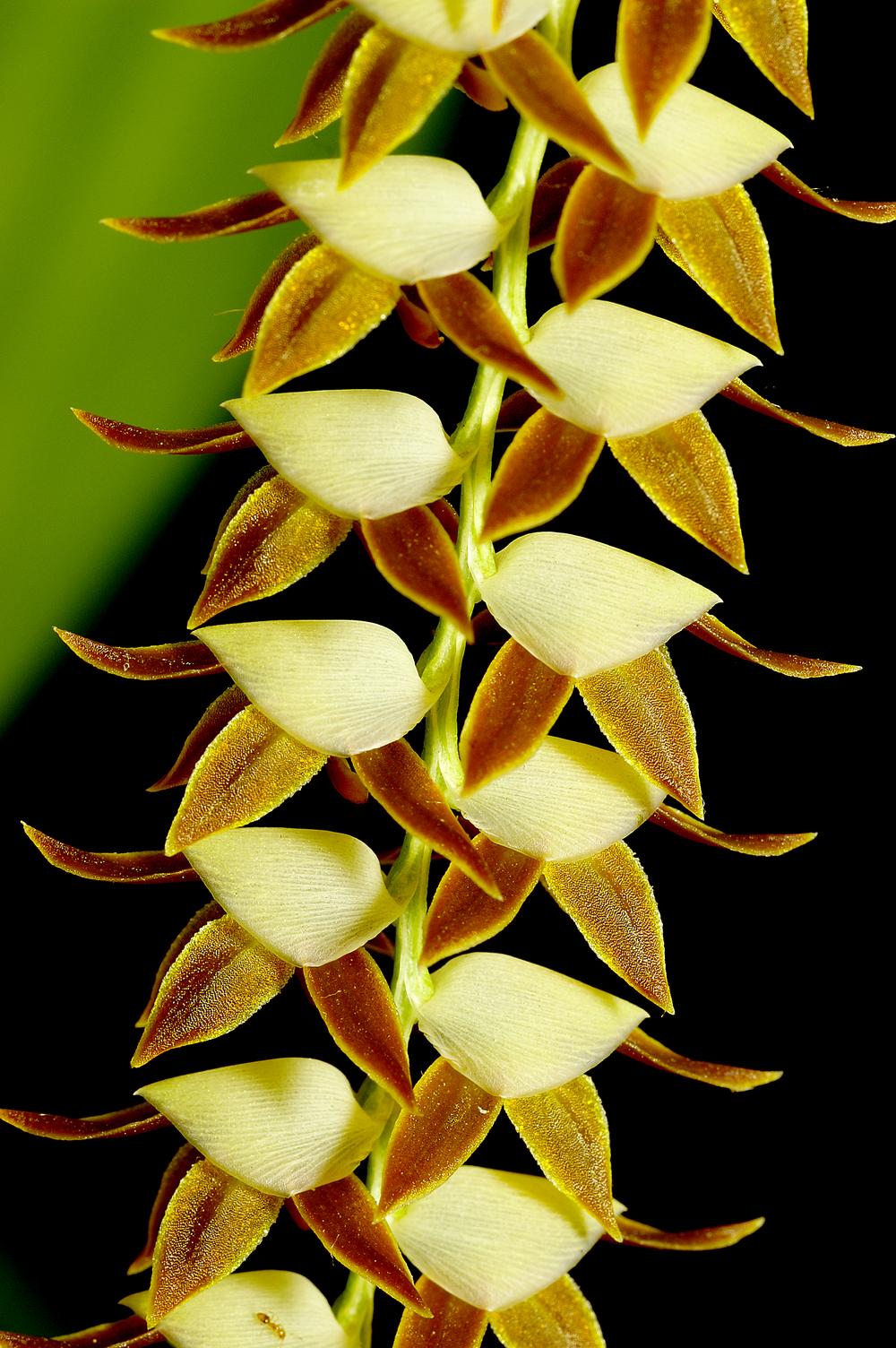 Photo of Orchid (Coelogyne latifolia) uploaded by Gerhard